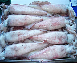 Frozen Squid